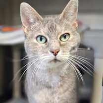 Thumbnail photo of Doodlebug 5664C #2