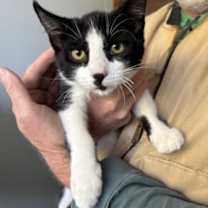 Thumbnail photo of Bandy #1