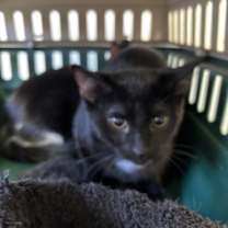 Thumbnail photo of Boo Boo #3