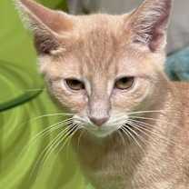 Thumbnail photo of Zemi #1