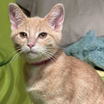 Thumbnail photo of Zemi #2