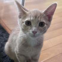 Thumbnail photo of Zemi #3