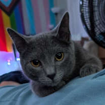 Thumbnail photo of Jack and Goose #2