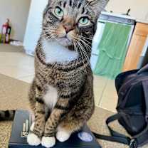 Thumbnail photo of Oreo #1