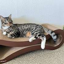 Thumbnail photo of Oreo #2