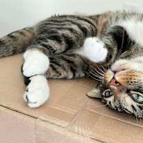 Thumbnail photo of Oreo #4