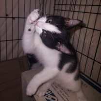 Thumbnail photo of Chicory #3