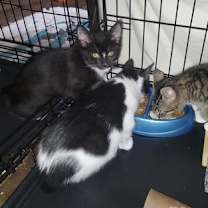 Thumbnail photo of Anise #4