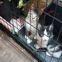 Thumbnail photo of Caraway #4