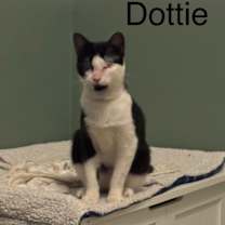 Thumbnail photo of Dottie #4