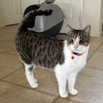 Thumbnail photo of Crimson #1