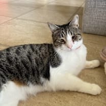 Thumbnail photo of Crimson #2