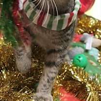 Thumbnail photo of Red #3