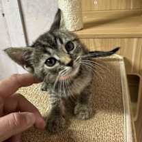 Thumbnail photo of Orange #2