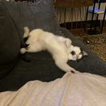 Thumbnail photo of Paulie #2