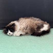 Thumbnail photo of Lantana #3