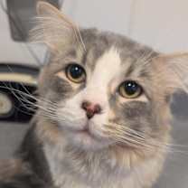 Thumbnail photo of Hobbes #2