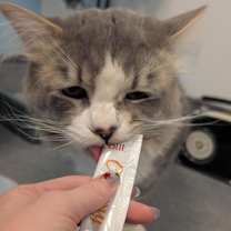 Thumbnail photo of Hobbes #3