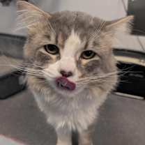 Thumbnail photo of Hobbes #4