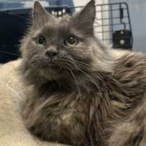 Thumbnail photo of Graycie #2