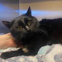 Thumbnail photo of Moose #4