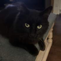 Thumbnail photo of Lovey #1