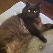 Thumbnail photo of Lovey #2