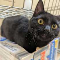 Thumbnail photo of Renegade #4