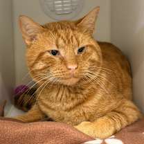 Thumbnail photo of Bingus #1