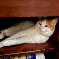 Thumbnail photo of Pete #4