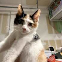 Thumbnail photo of Freska #1