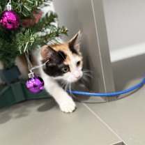 Thumbnail photo of Freska #2