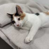 Thumbnail photo of Freska #3