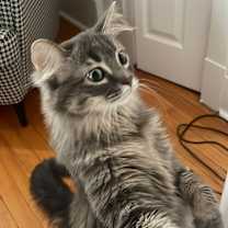 Thumbnail photo of Foggy and Misty #4