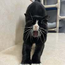 Thumbnail photo of Buck #3