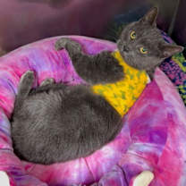 Thumbnail photo of Hiccup #1