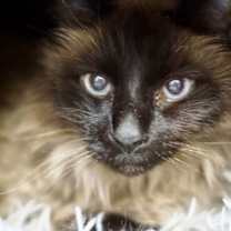 Thumbnail photo of Frankie 2 #2