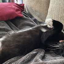 Thumbnail photo of Tuxie #4