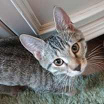 Thumbnail photo of Keith Richards - Petsmart Plantation Foster Home #1