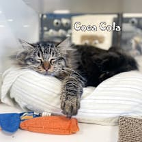 Thumbnail photo of Coca Cola #2