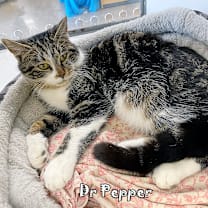 Thumbnail photo of Dr. Pepper #4