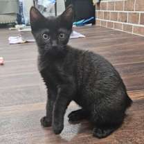 Thumbnail photo of Hunter (Panther) #1