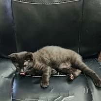 Thumbnail photo of Hunter (Panther) #2