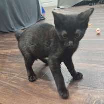 Thumbnail photo of Hunter (Panther) #3