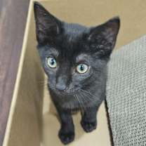 Thumbnail photo of Hunter (Panther) #4