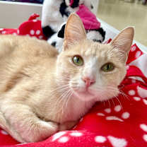 Thumbnail photo of Raven #1