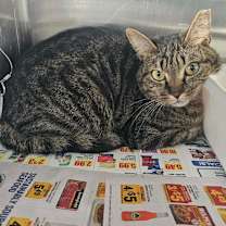 Thumbnail photo of FIREBALL & BUTTERBALL ★ Available NOW - ADOPTION or RESCUE! #2