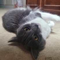 Thumbnail photo of Ocky #1