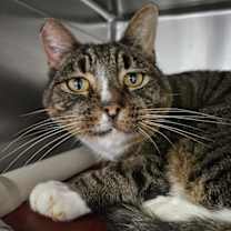 Thumbnail photo of Geralt #1