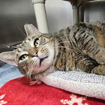 Thumbnail photo of Sir Lancelot #2